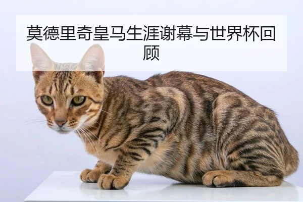 莫德里奇皇马生涯谢幕与世界杯回顾